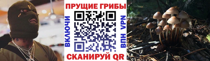mega как войти что такое наркотик Грязовец Псилоцибиновые грибы Psilocybine cubensis
